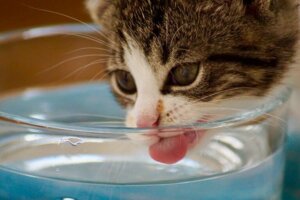 Votre chat a besoin d'une fontaine à eau
