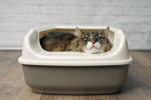 Pourquoi les chats enterrent-ils leurs excréments ?