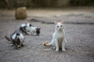 De nombreux chats abandonnés sur une île brésilienne