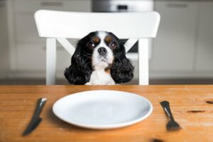 Quels aliments fournir à son chien en l'absence de nourriture pour chien ?