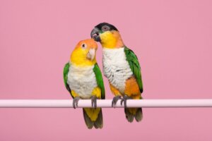 Dimorphisme sexuel chez les espèces de perroquet