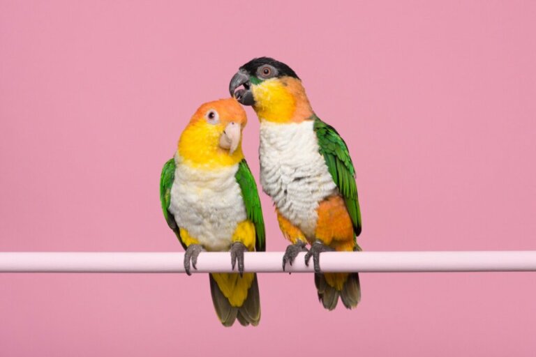 Dimorphisme sexuel chez les espèces de perroquet