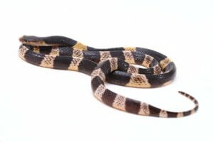 Des scientifiques identifient une nouvelle espèce de serpent venimeux en Chine