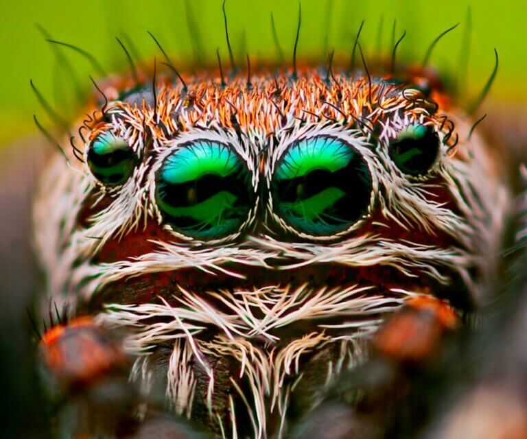 Combien d'yeux une araignée a-t-elle ?
