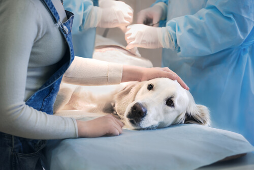 Biopsie canine : comment se déroule-t-elle ?