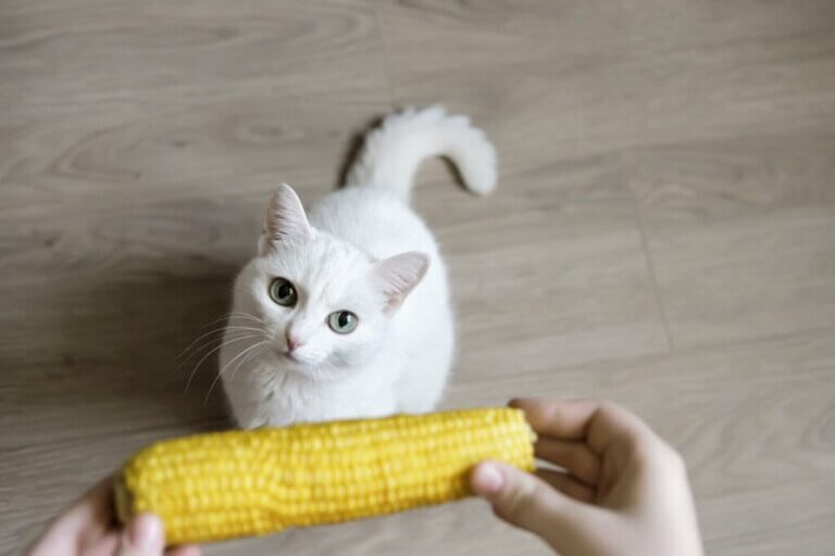 Les chats peuvent-ils manger du maïs ?