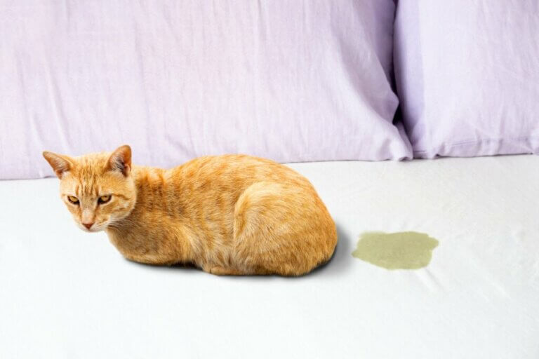 10 raisons pour lesquelles votre chat urine sur le lit