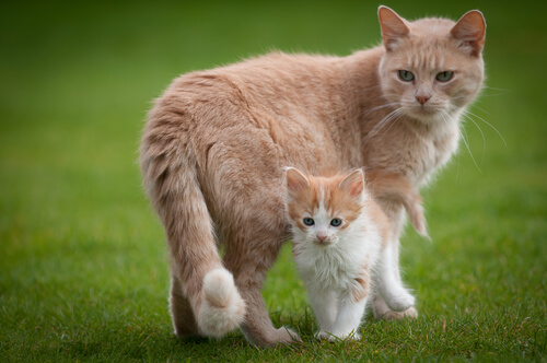 L'instinct maternel des chats