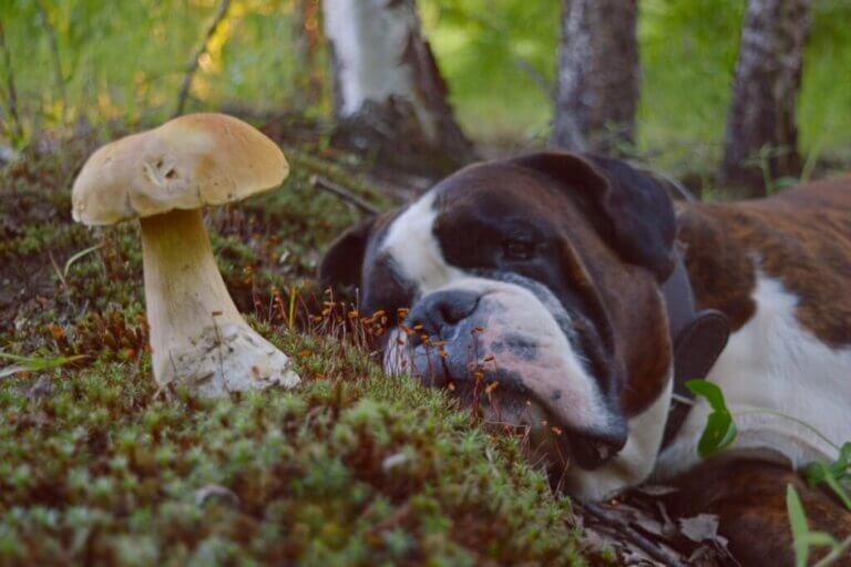 Si votre chien a mangé un champignon, suivez ces 7 conseils
