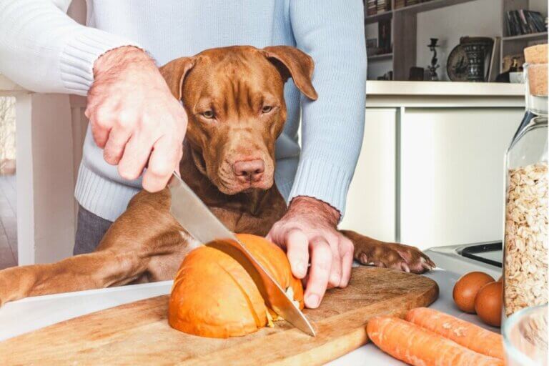 6 aliments qui améliorent l’alimentation de votre chien