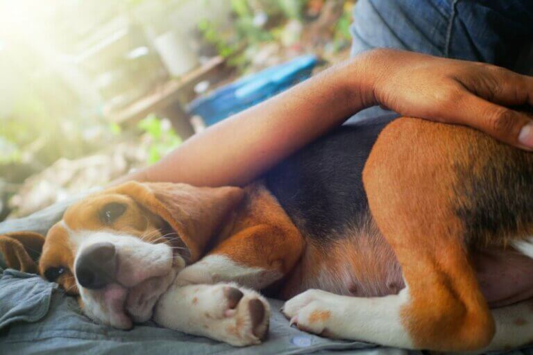 3 signes qui indiquent qu'un chien devrait être euthanasié