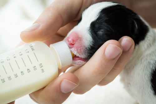 Les propriétés du lait de chèvre pour les chiens
