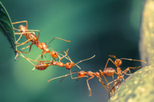 Le travail d'équipe des fourmis