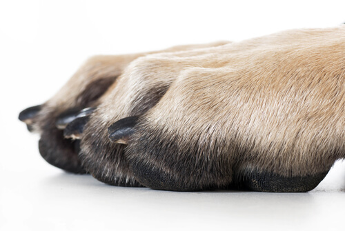 5 problèmes qui pourraient affecter les griffes de votre chien