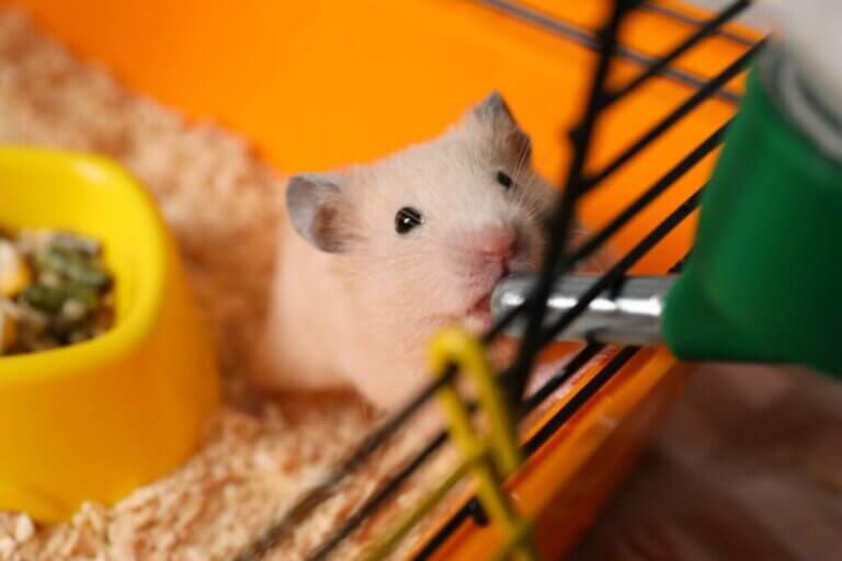 Mon hamster ne boit pas d’eau : pourquoi ?