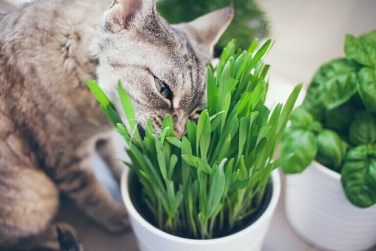 Qu'est-ce que l'herbe à chat et comment la cultiver ?