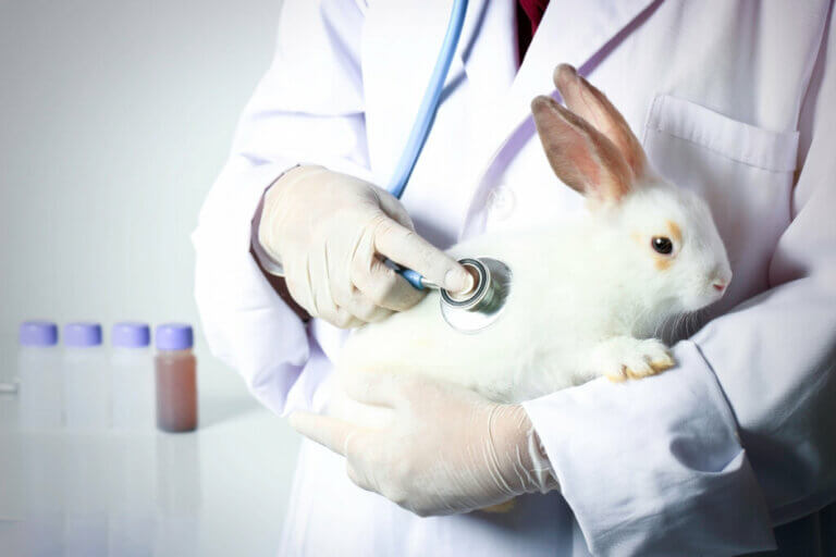 Abcès chez le lapin : causes, symptômes et traitement