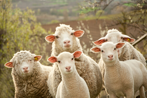 La reproduction des moutons