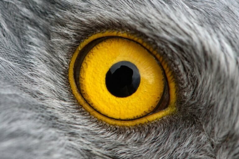 La boussole quantique présente dans les yeux de certains oiseaux est plus précise qu’un GPS