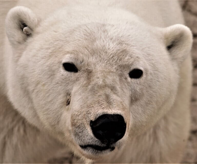 L'ours blanc est-il en danger d'extinction ?