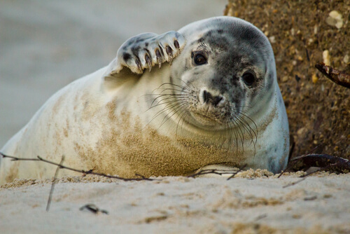 10 animaux qui vivent à la plage