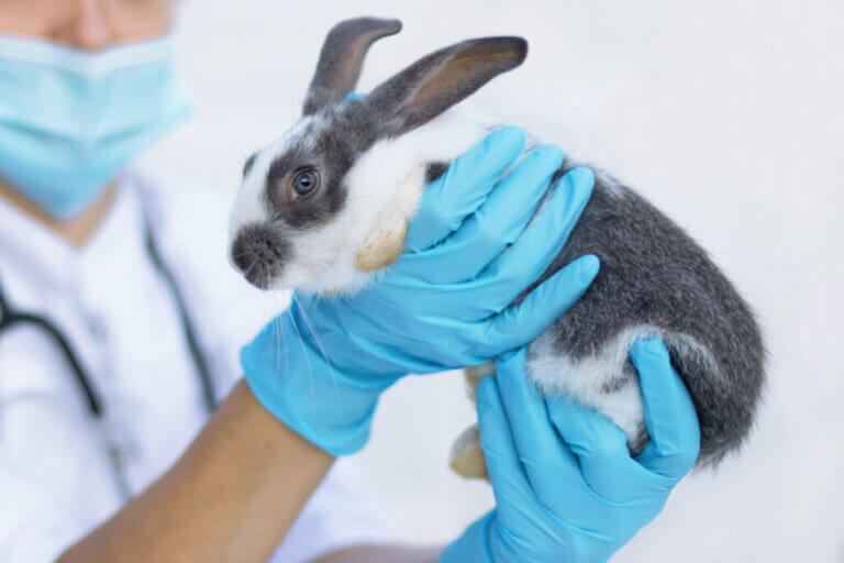 Pneumonie chez le lapin : causes, symptômes et traitement