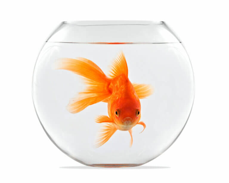 Est-il vrai qu'un poisson grandit en fonction de la taille de l'aquarium ?