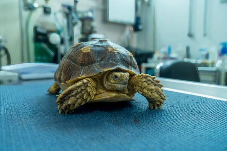 10 signes qui indiquent que votre tortue est sur le point de mourir