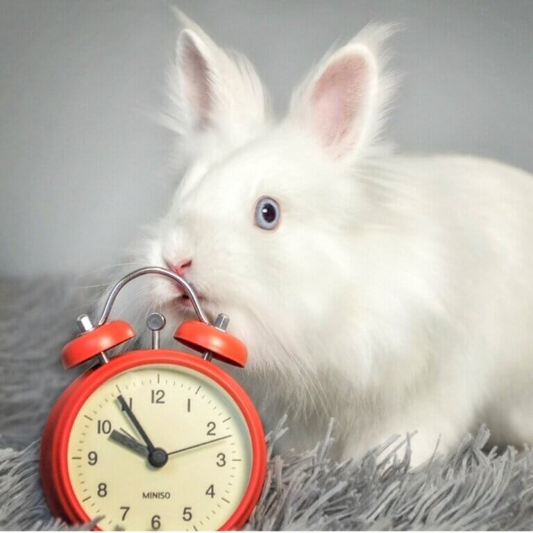 Combien de temps vit un lapin ?