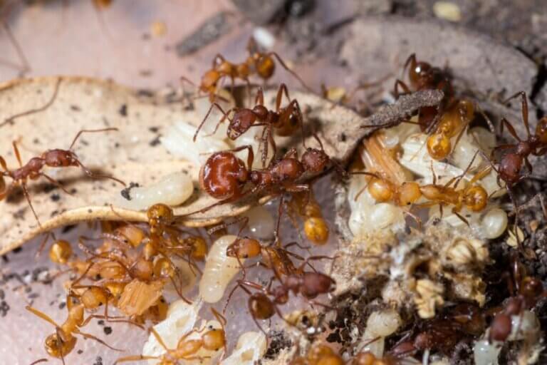 La plus grande colonie de fourmis du monde