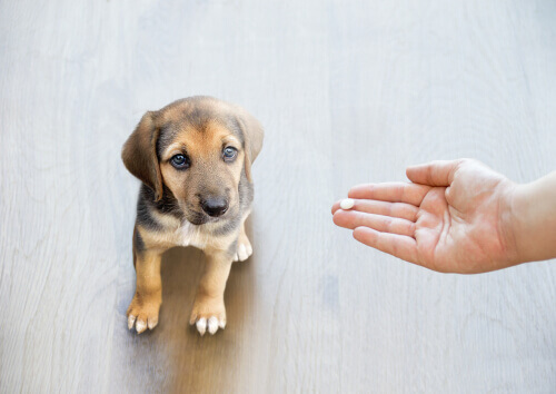 Pourquoi ne faut-il jamais donner du paracétamol à un chien ?