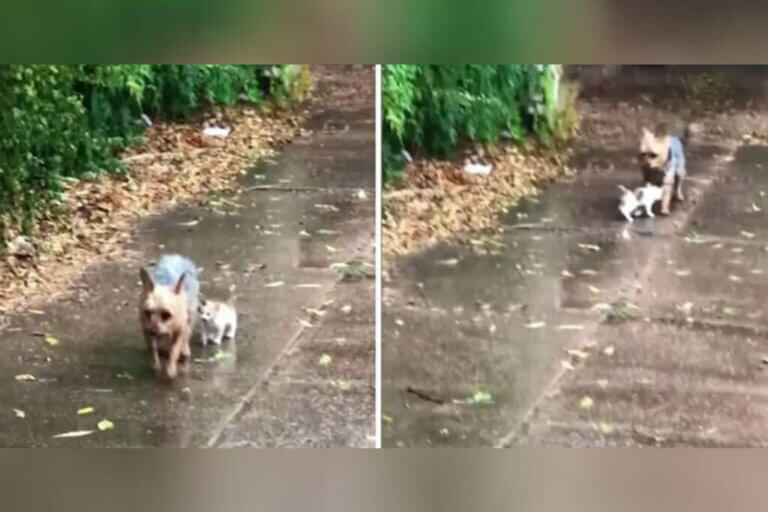 Vidéo : un chien sauve un chaton perdu sous la pluie