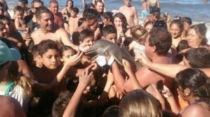Un dauphin meurt à cause d'une selfie