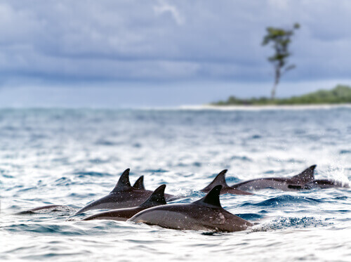 Un groupe de baigneurs sauve la vie de 30 dauphins