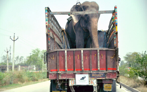 Éléphant dans un camion.