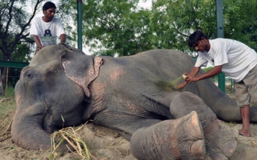 Ils sauvent deux éléphants enchaînés dans un cirque pendant 50 ans