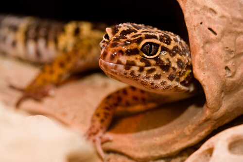 10 signes qui indiquent votre gecko léopard va bientôt mourir