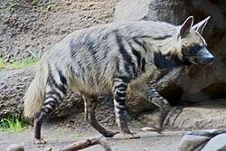 Les scientifiques affirment que les sons des hyènes contiennent des informations importantes sur le statut de l'animal.