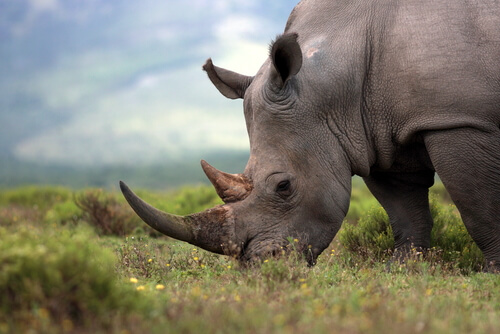 Huit rhinocéros sont morts après leur arrivée dans une réserve
