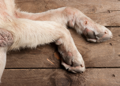 Callosités sur les pattes d'un chien : comment les soigner et les prévenir ?