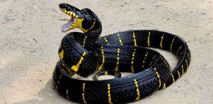 Serpent ratier tigré : habitat et caractéristiques