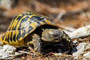 Les soins à prodiguer aux tortues terrestres en captivité