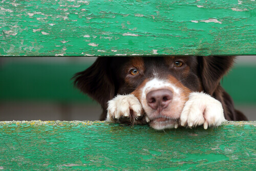 Pensez-vous qu’il soit possible de savoir si un chien a été maltraité ?