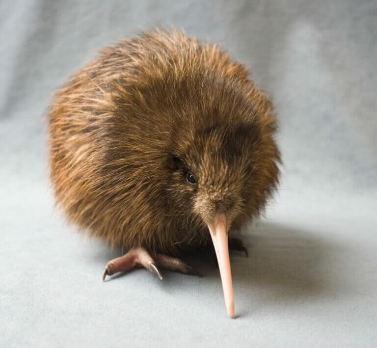 Le kiwi, une espèce en voie de disparition