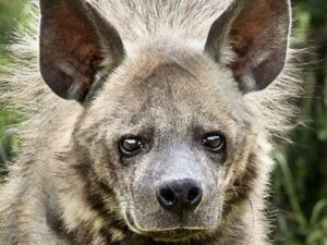 Hyène rayée : habitat et caractéristiques