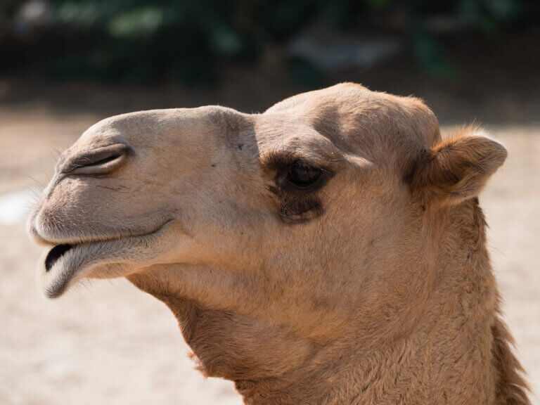 9 faits curieux sur les chameaux