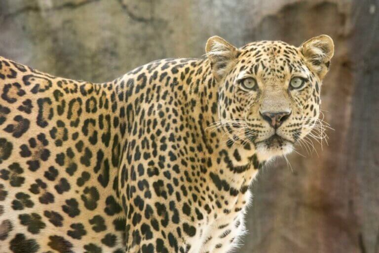 Comment naissent et se reproduisent les léopards ?