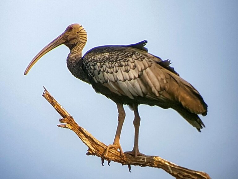 Curiosités sur l'ibis géant