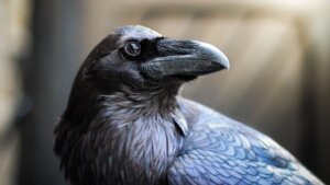 Les capacités cognitives et logiques des oiseaux