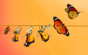 Le cycle de vie du papillon